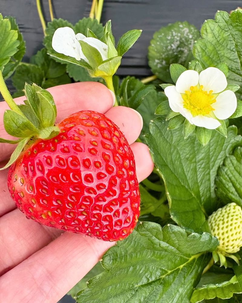 Strawberries