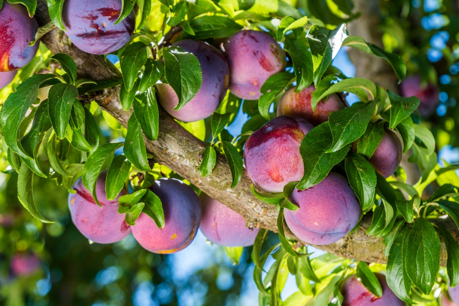 plum tree( featured image)