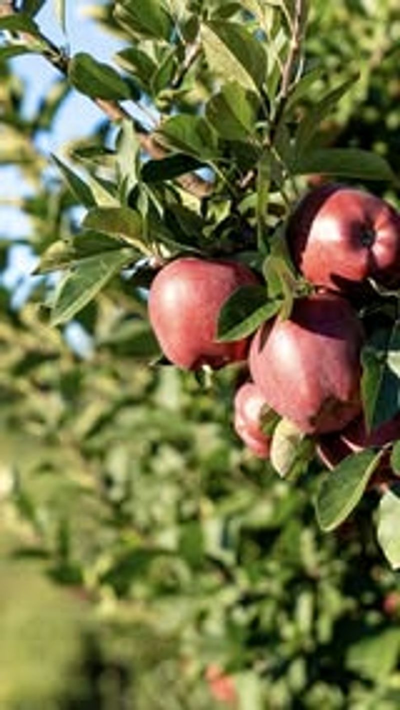 Apples