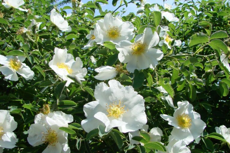 Rosa multiflora Japanese rose. Small group of wild multiflora roses