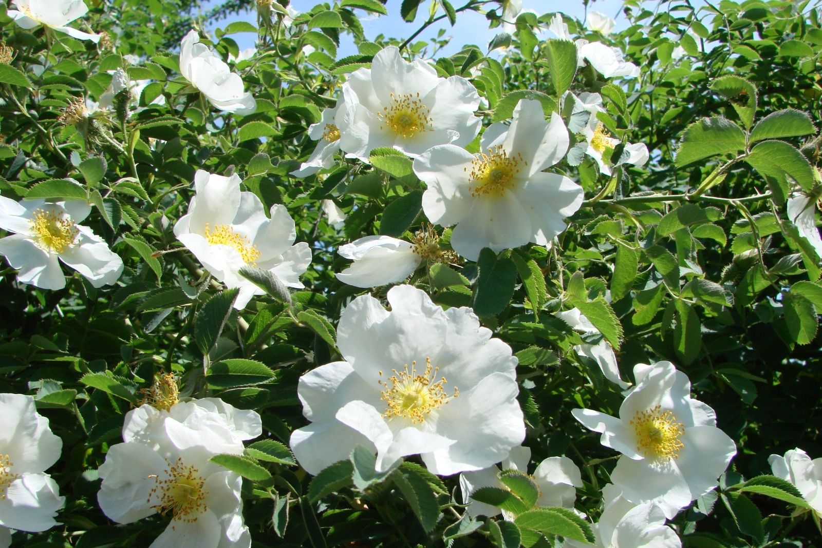 12 Garden Plants That Could Soon Be Banned In Missouri Suburbs