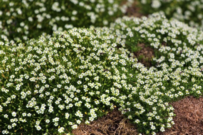 irish moss plant in bloom