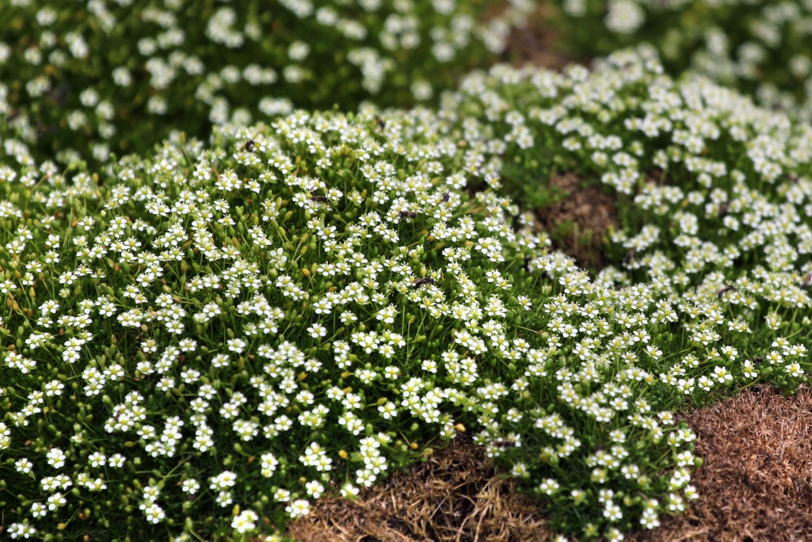 12 Ground Covers That Instantly Fill Empty Spaces In Washington Gardens