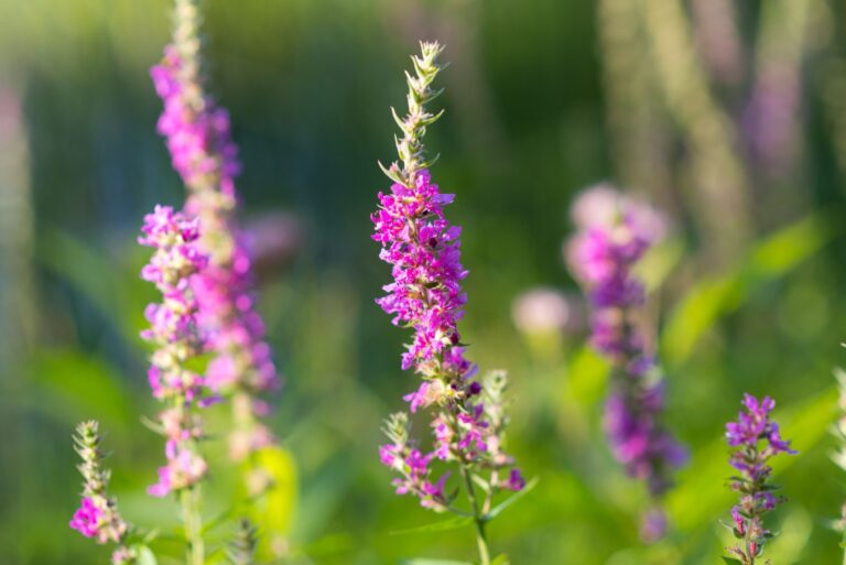 Lythrum salicaria, (Purple loosetrife) weed flower