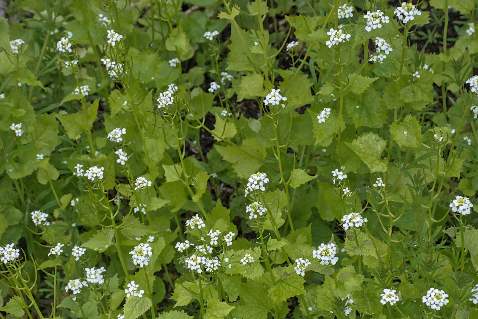12 Invasive Plants That Could Become Illegal In Massachusetts Suburbs