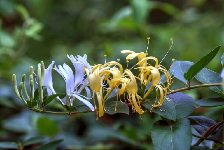Japanese honeysuckle