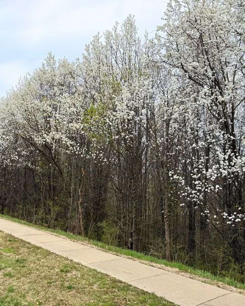 Bradford Pear Trees: Beautiful But Destructive