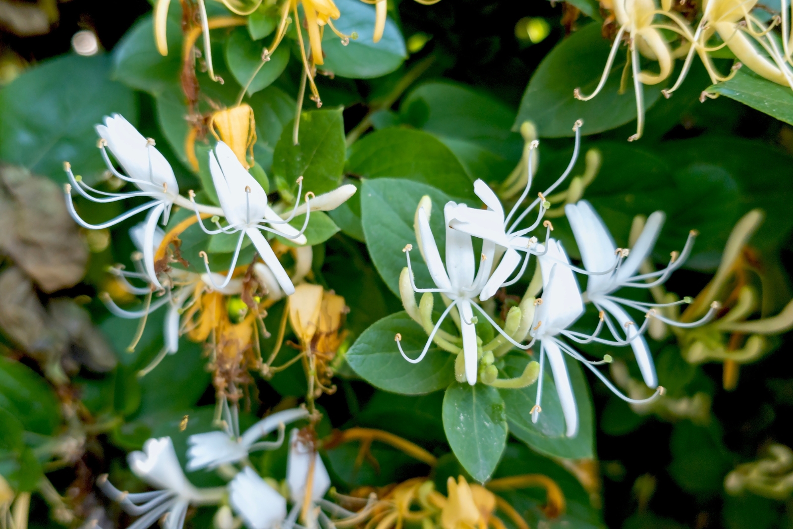 12 Invasive Plants To Avoid Picking Up At Ohio Garden Centers
