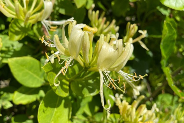 Lonicera japonica (Japanese Honeysuckle) flowering