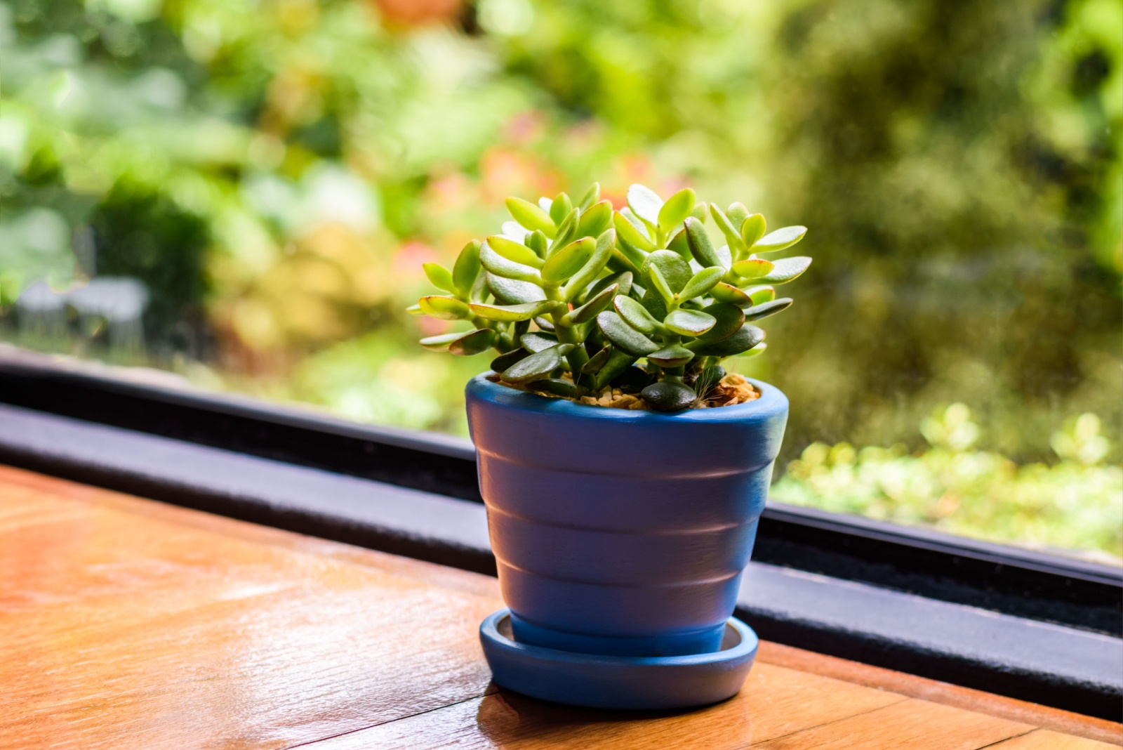 12 Low-Maintenance Houseplants That Thrive On Neglect In Texas Homes