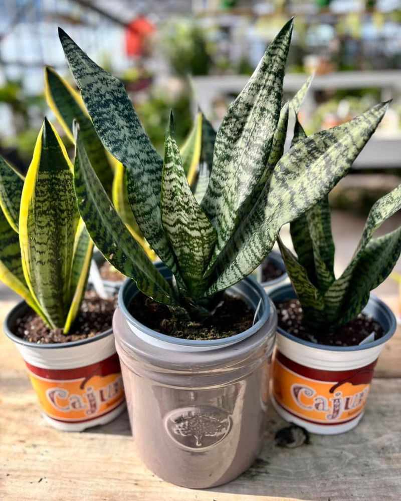 Snake Plant (Sansevieria)