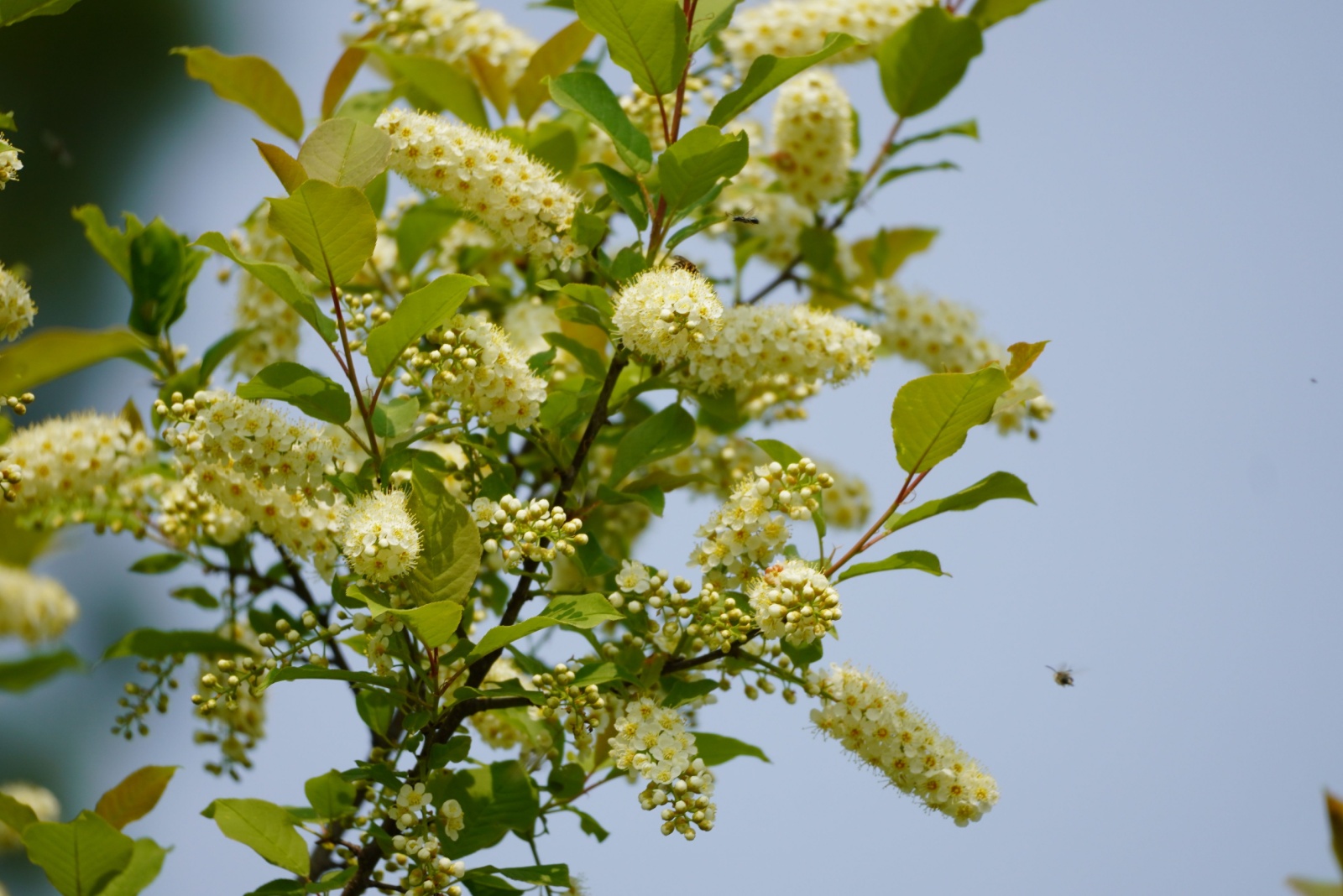 cottonwood tree