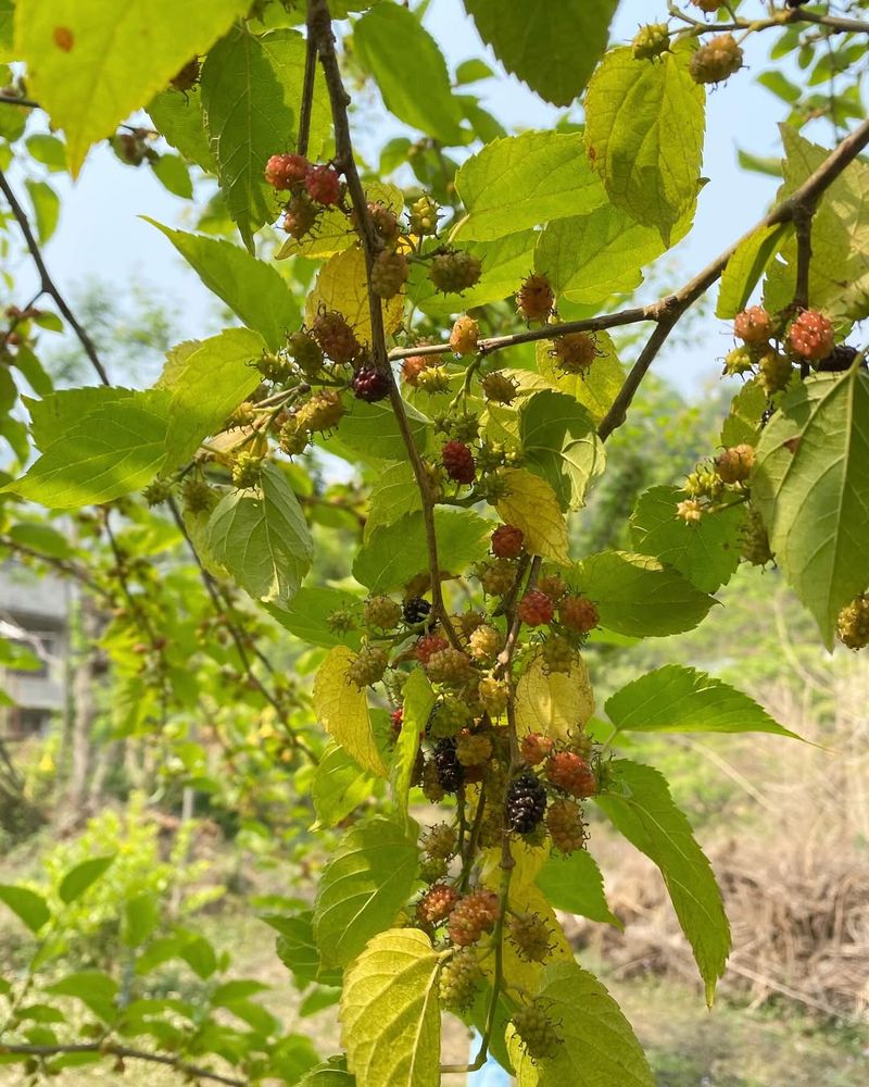 Mulberry Trees