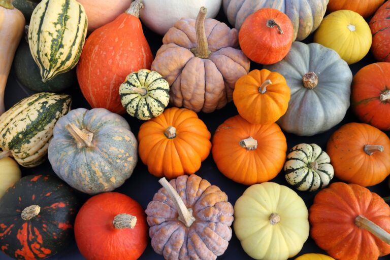 Autumn harvest colorful squashes and pumpkins
