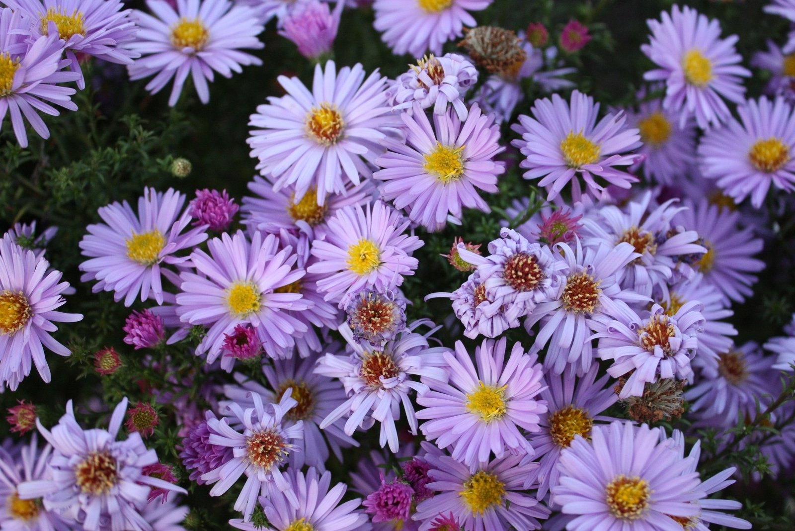 12 Native Alternatives To Swap For Invasive Ornamentals In New York