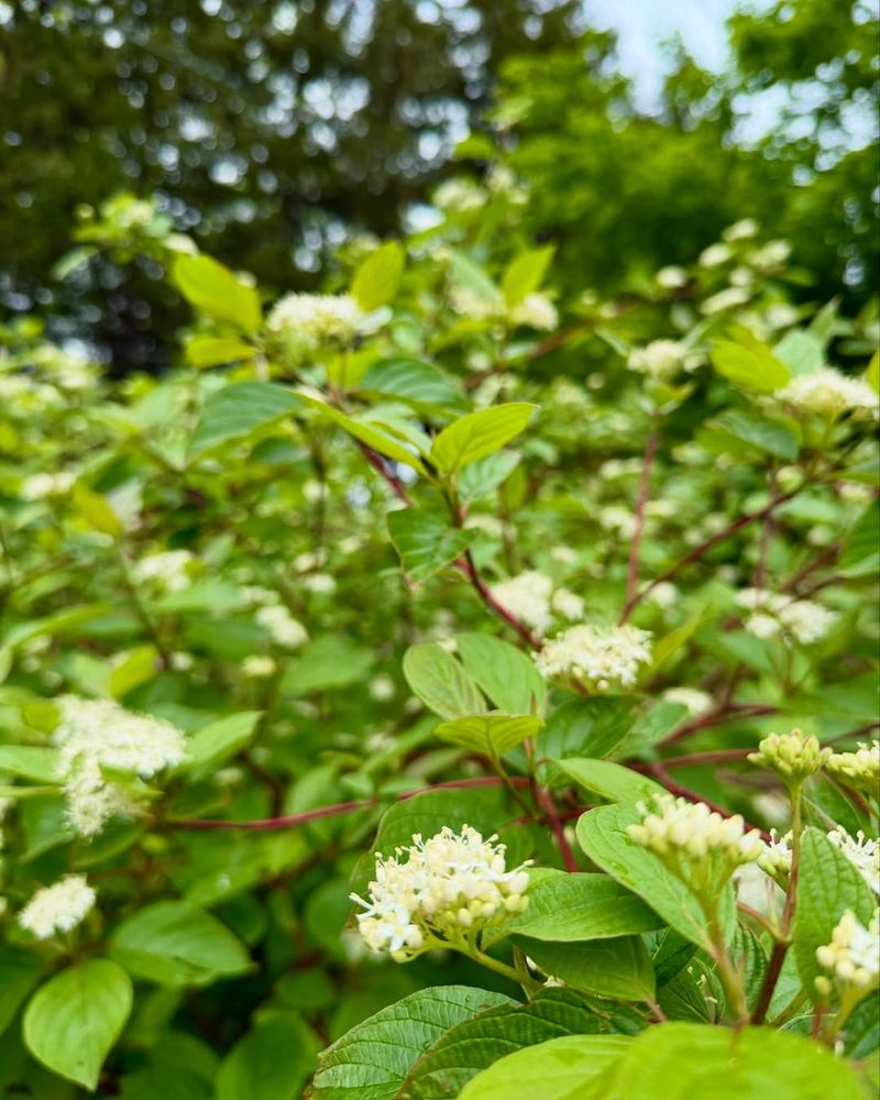 Red Osier Dogwood Instead of Burning Bush
