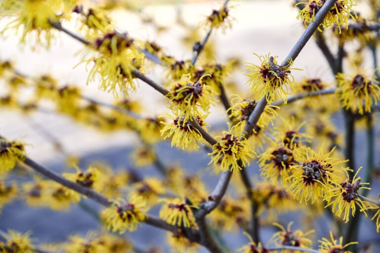Flowering branches of Witch Hazel