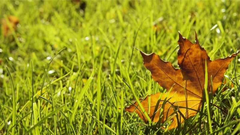 Adjust Your Mowing Height For Fall Transition