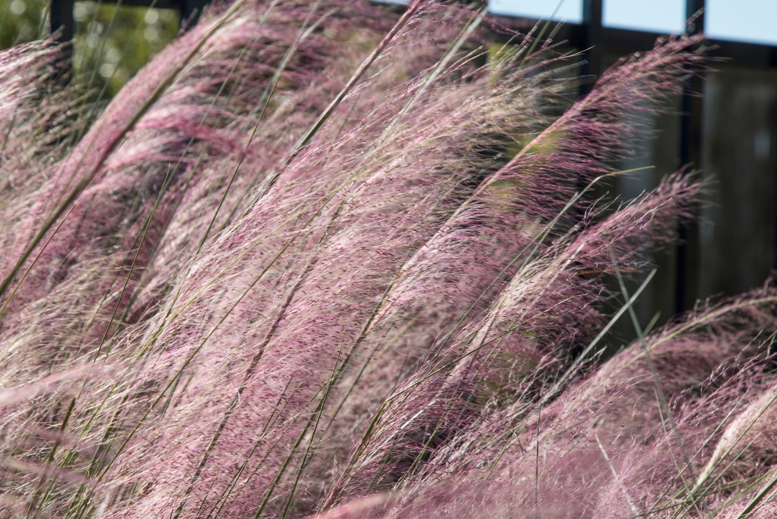 12 Ornamental Grasses That Thrive In North Texas Yards