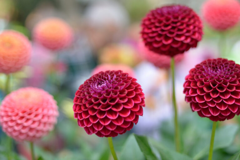 dahlias (featured image)
