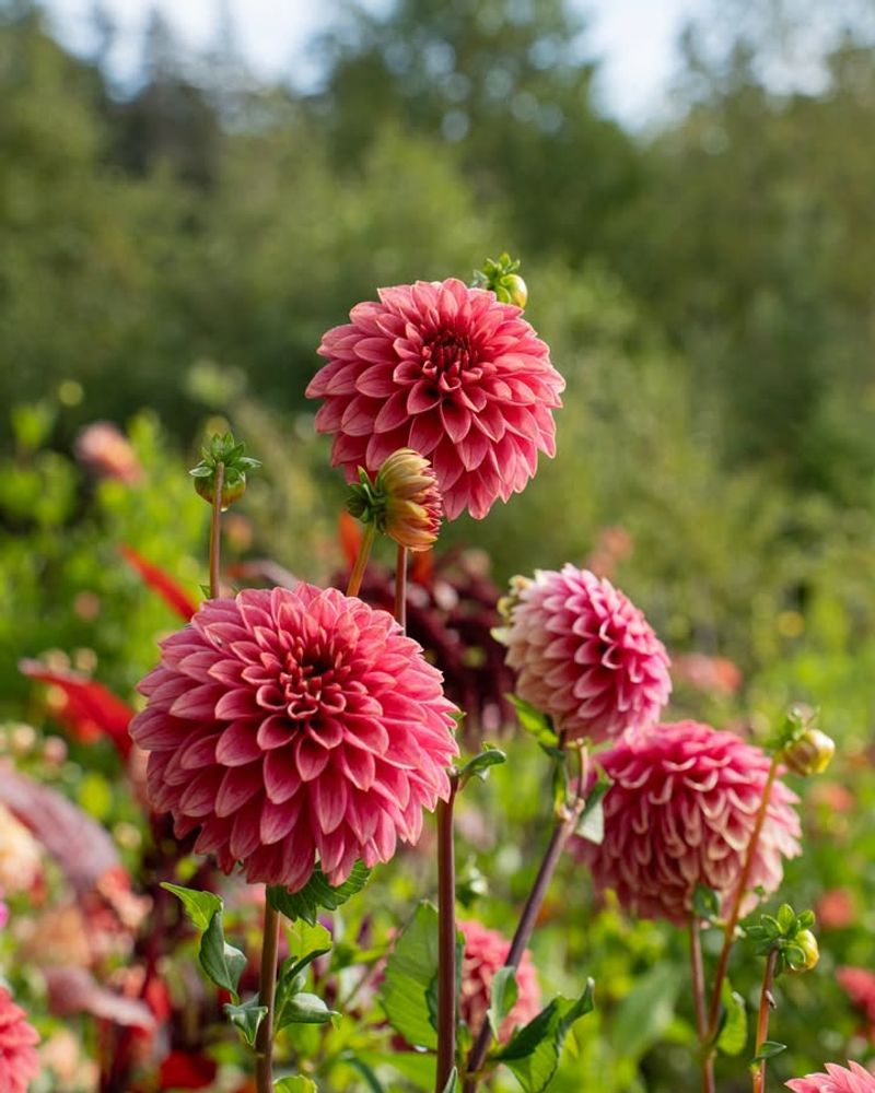 Dahlias