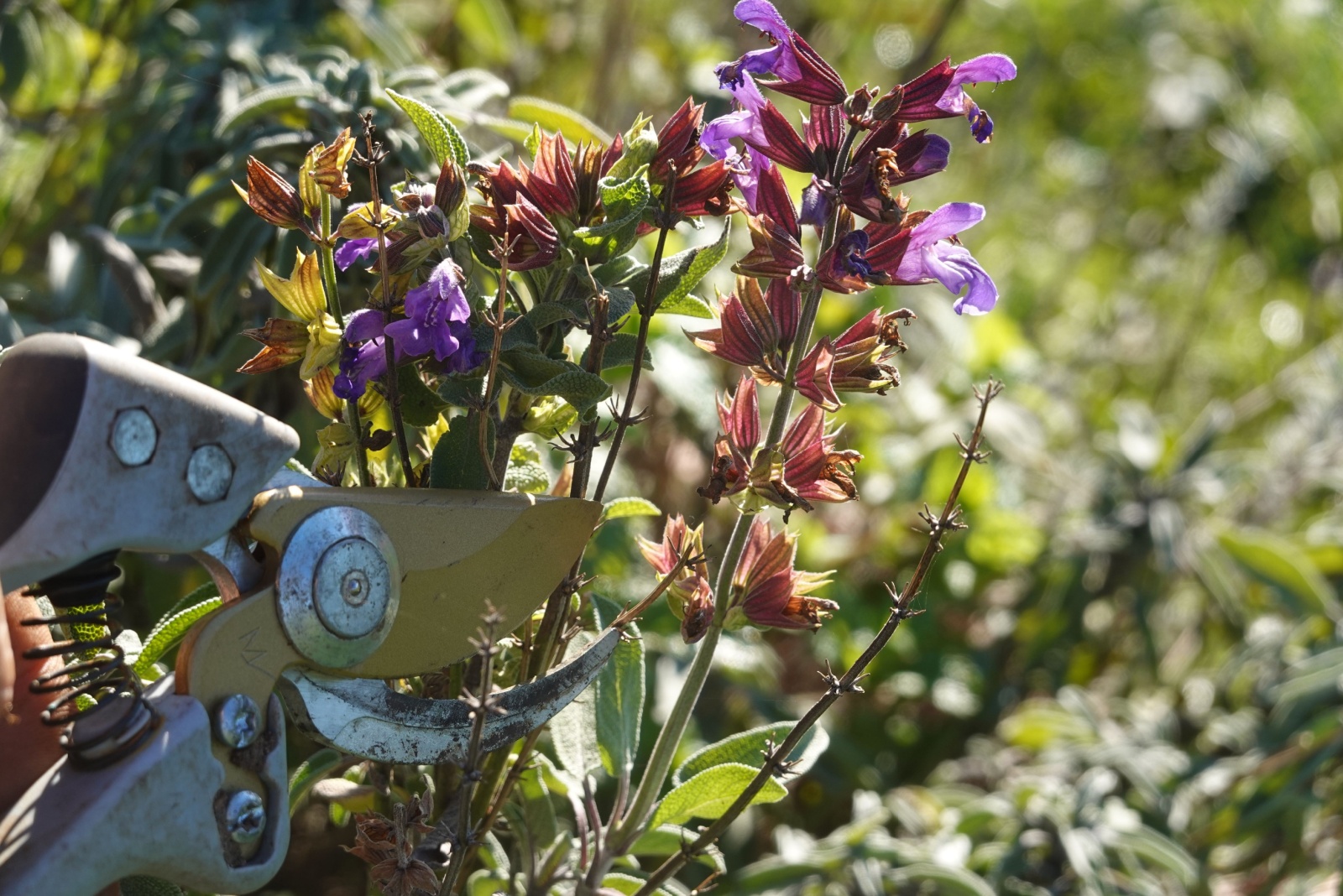 gardener using pruning shears to cut sage flowers
