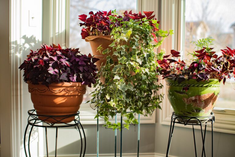 beautiful purple oxalis shamrock plants