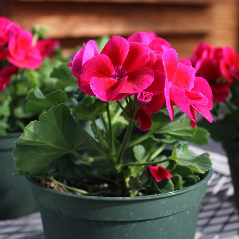 Geraniums