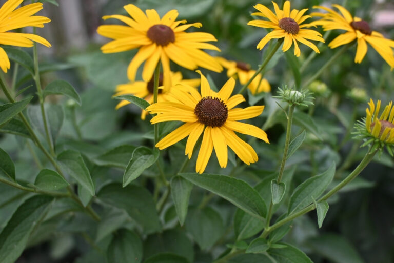black-eyed susans (featured image)