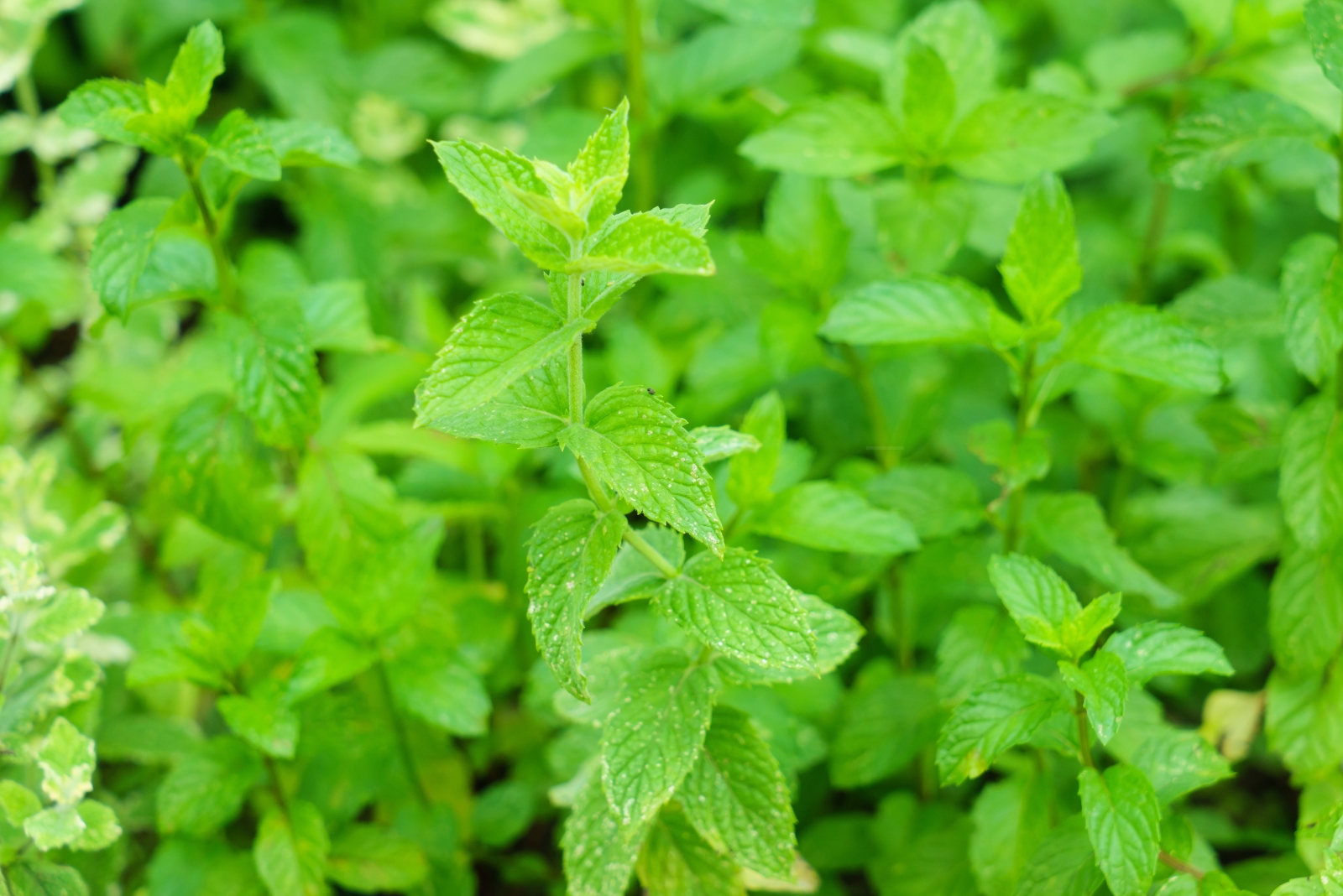 spearmint