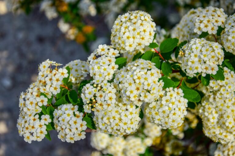 spirea shrub