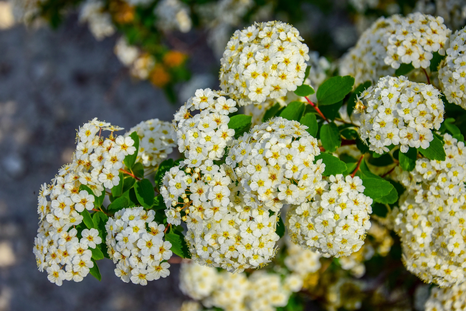 12 Plants Every New York Gardener Should Prune This Fall