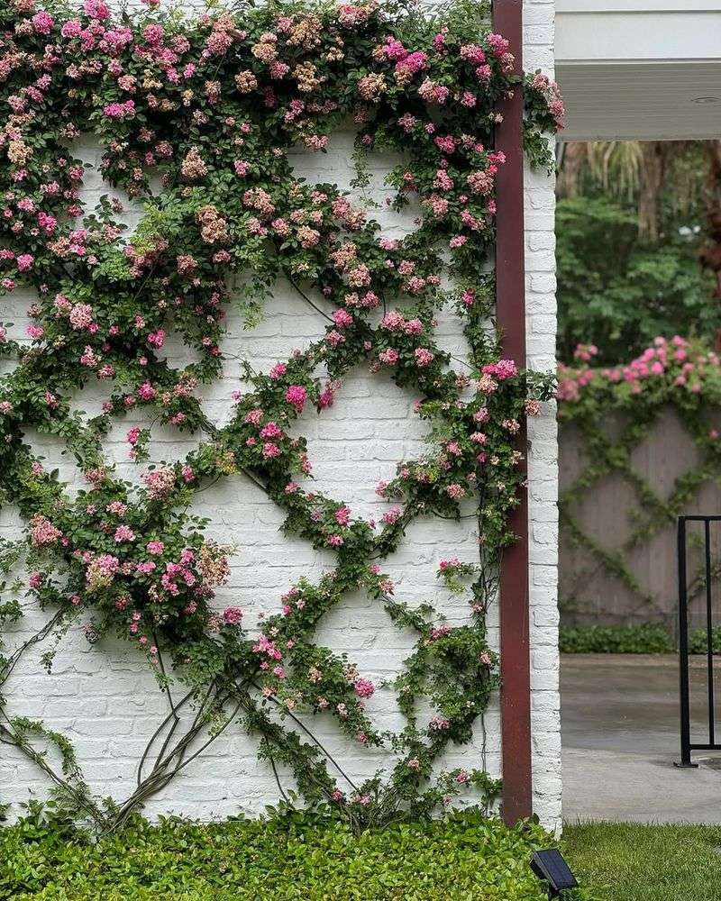 Roses
