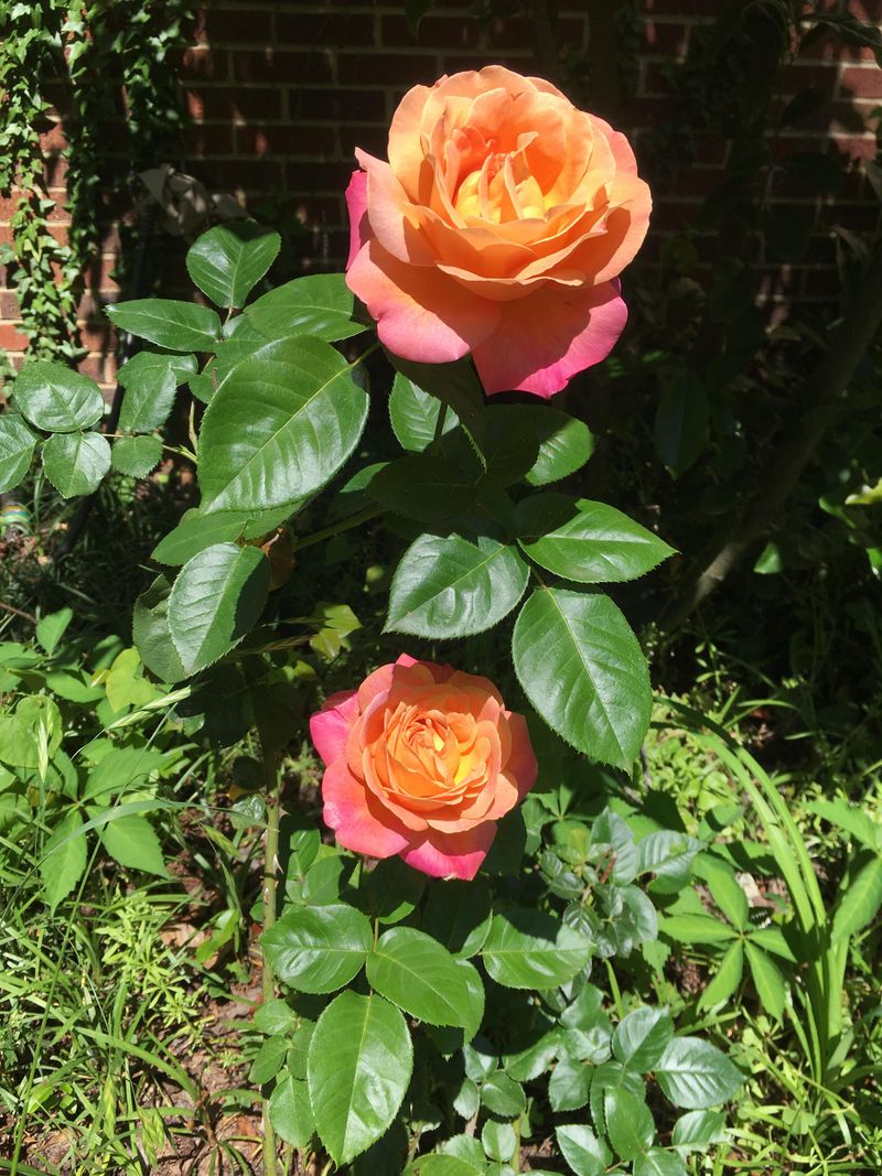 Roses