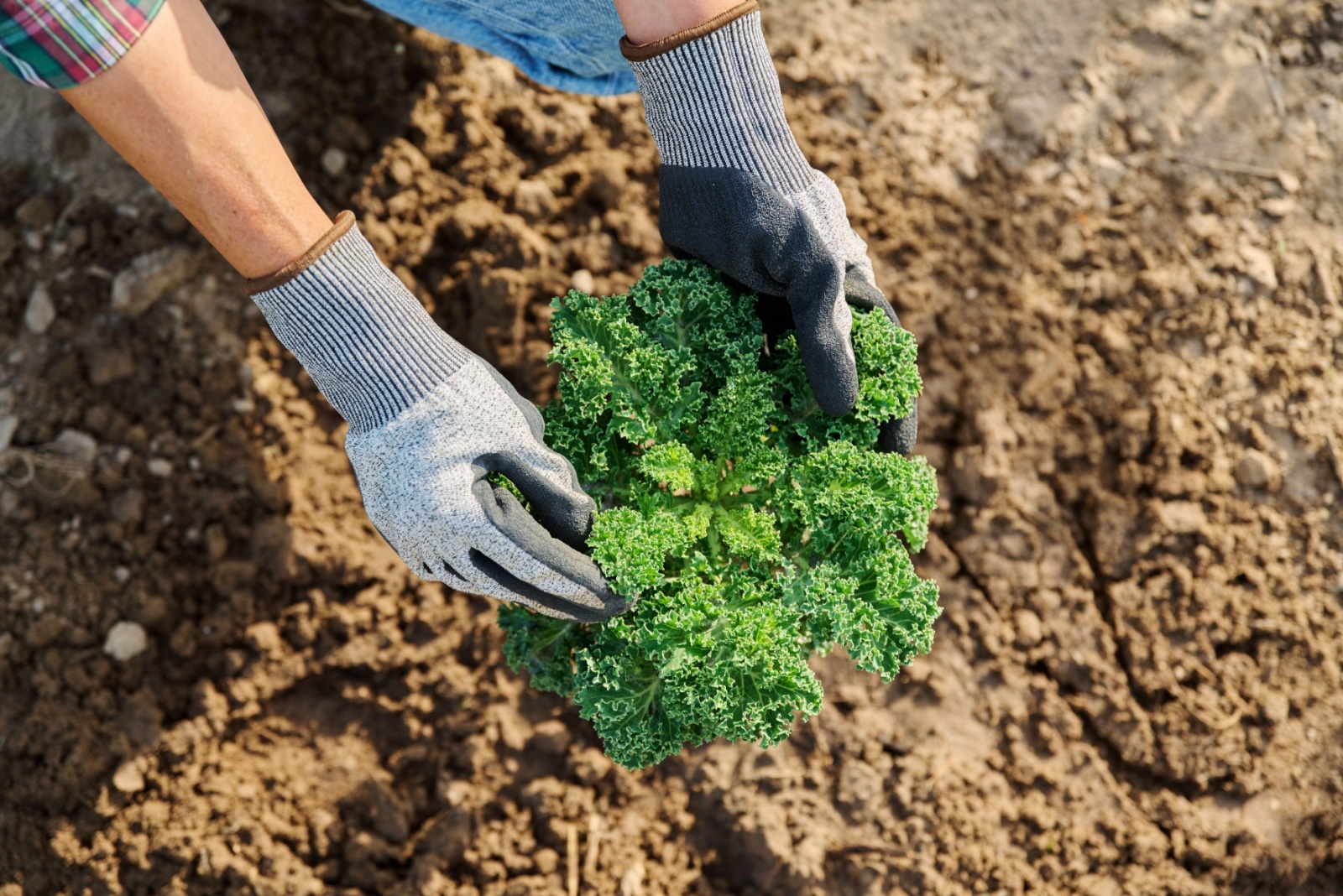 kale