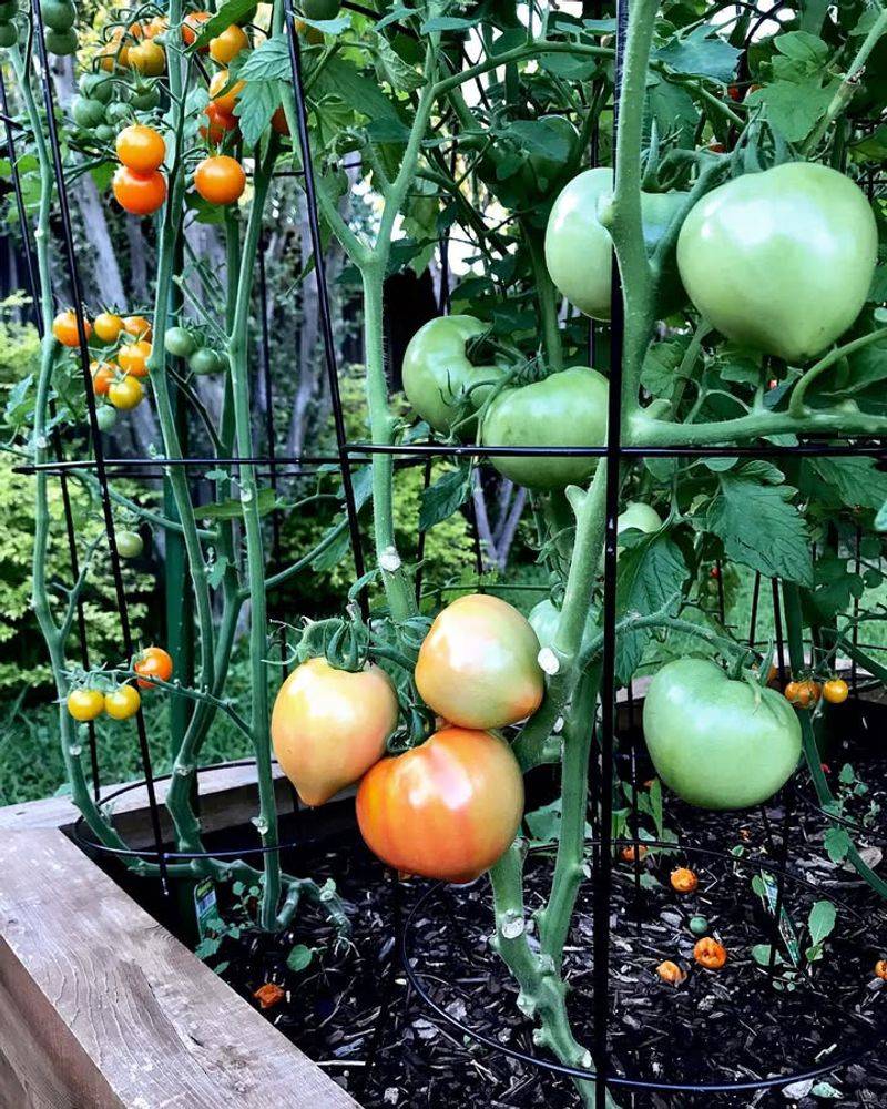 Tomatoes