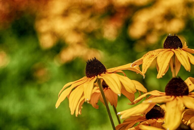 Rudbeckia Hirta black-eyed Susan flower