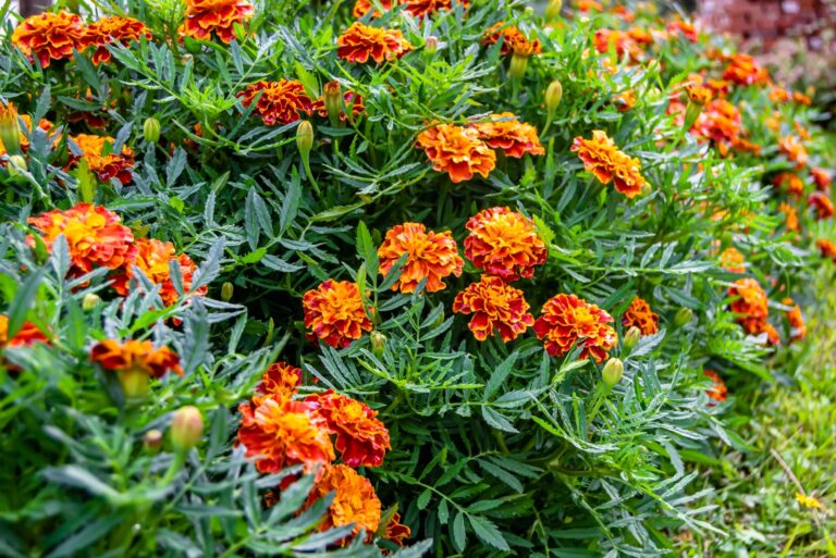 marigolds (featured image)