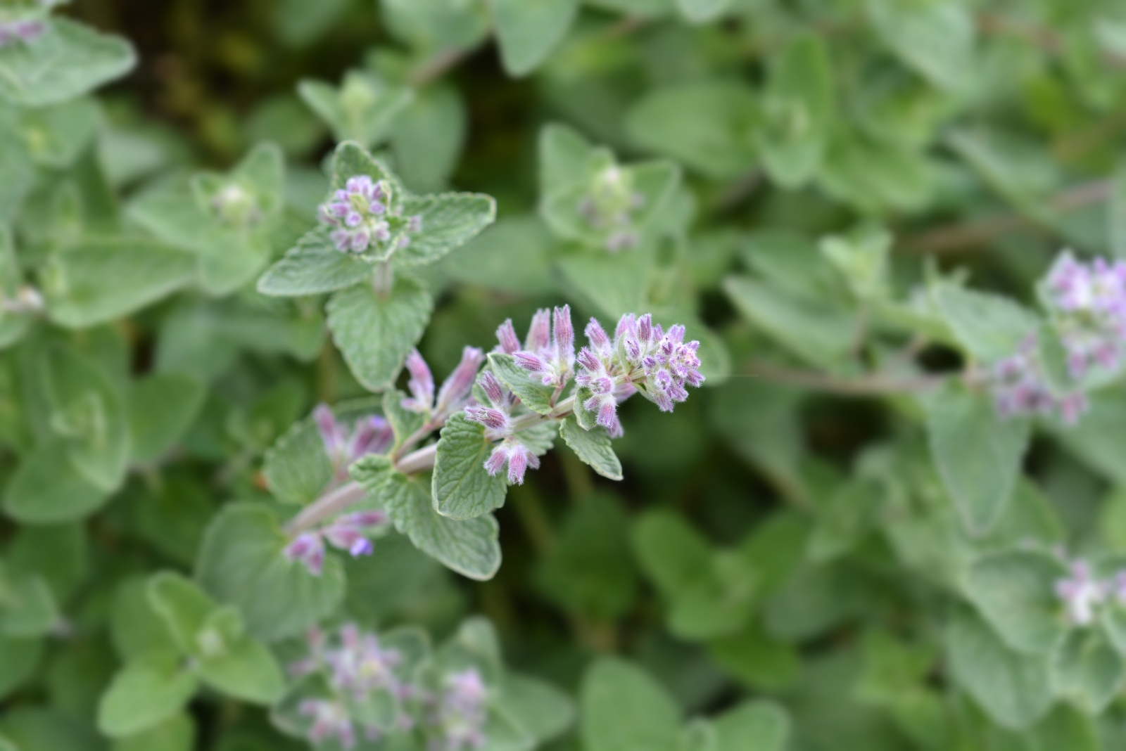 catnip