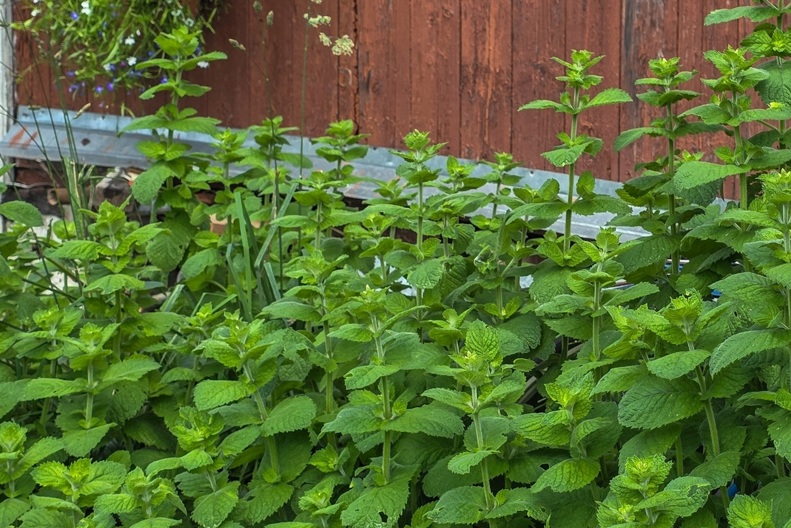12 Plants That Naturally Protect Oklahoma Gardens From Rats