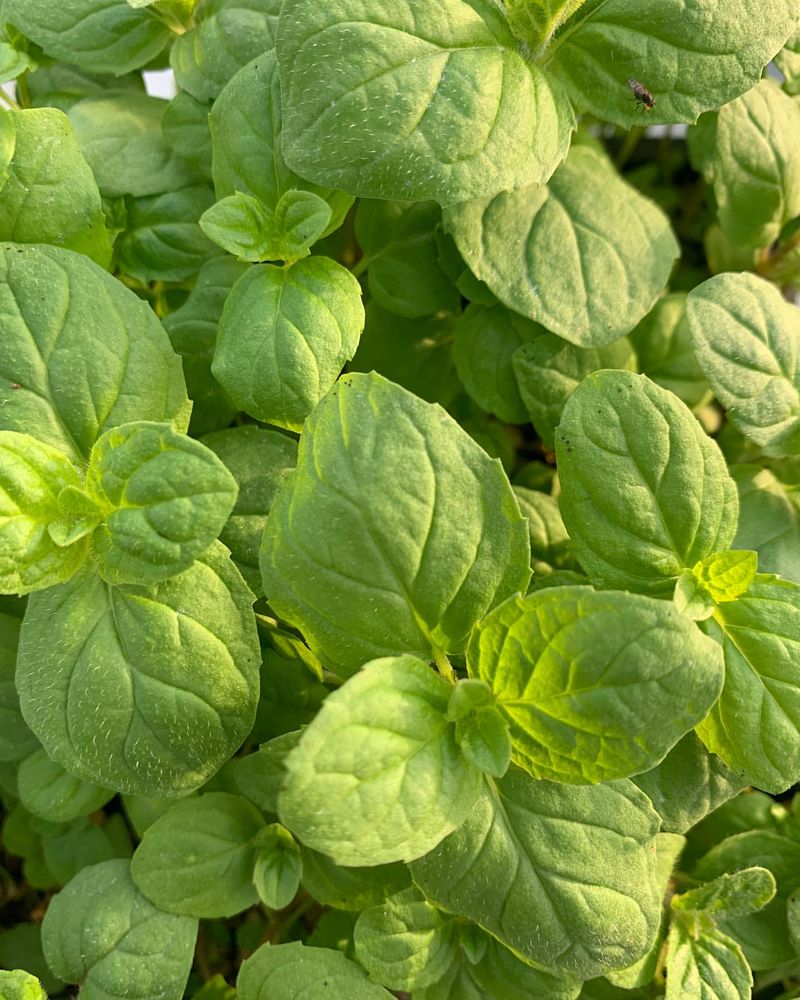 Peppermint
