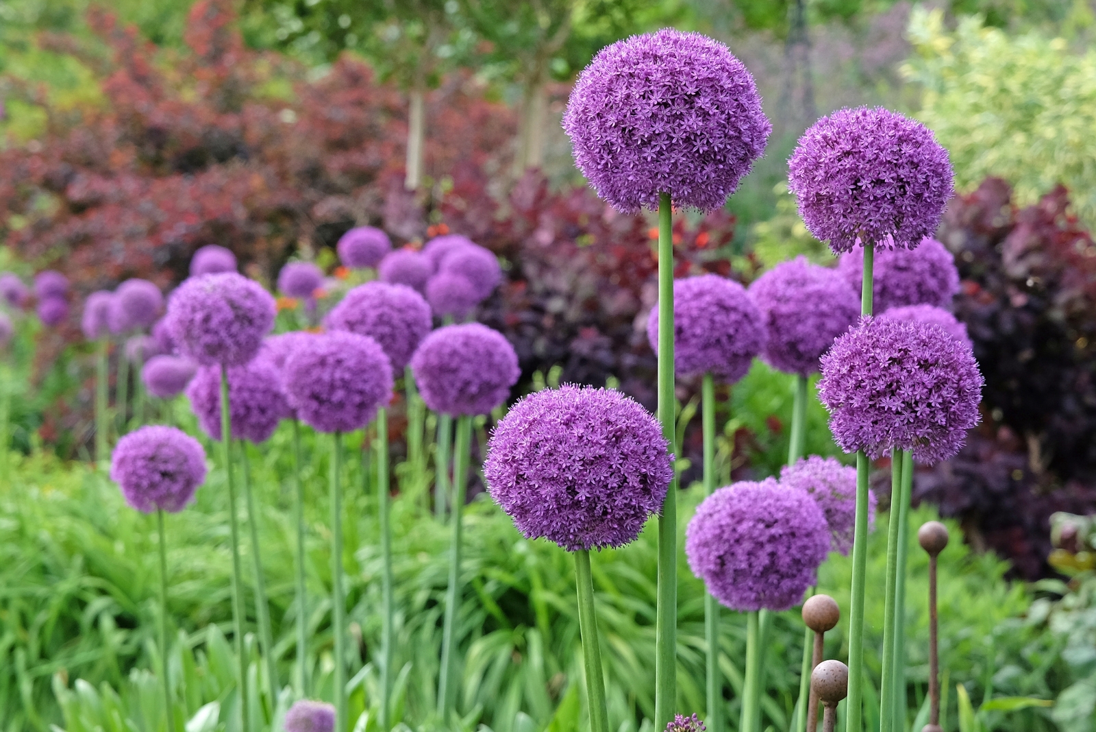 alliums (featured image)