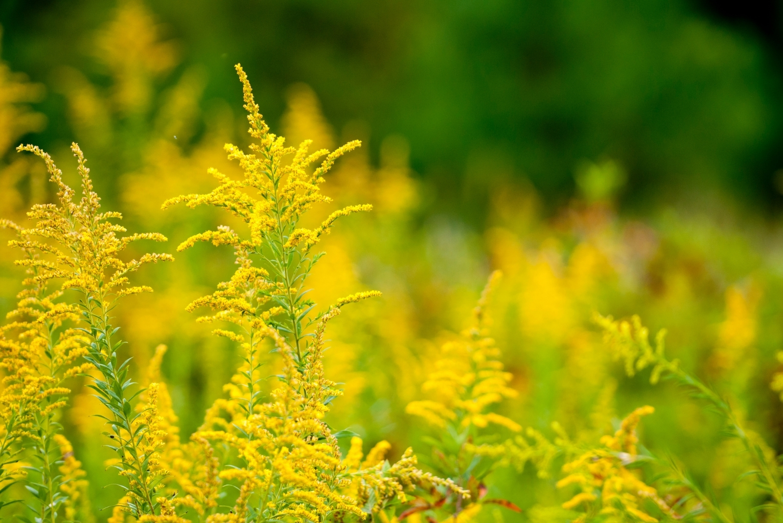 12 Plants To Create A Stunning Fall Garden Border In North Carolina