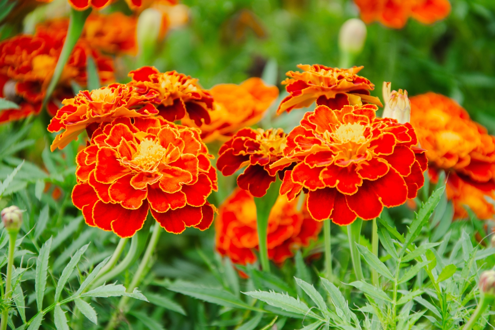 12 Plants Utahns Use To Keep Rats Away From Homes And Gardens