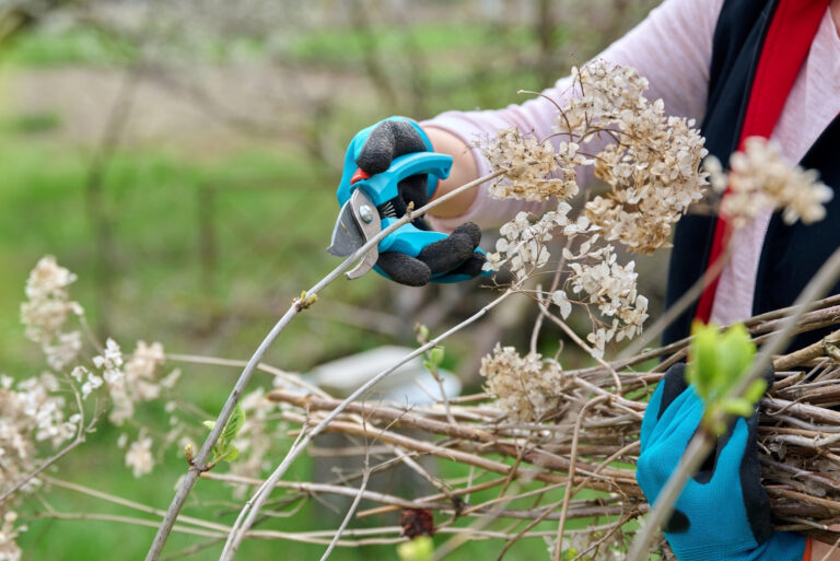 pruning hydrangeas (featured image)