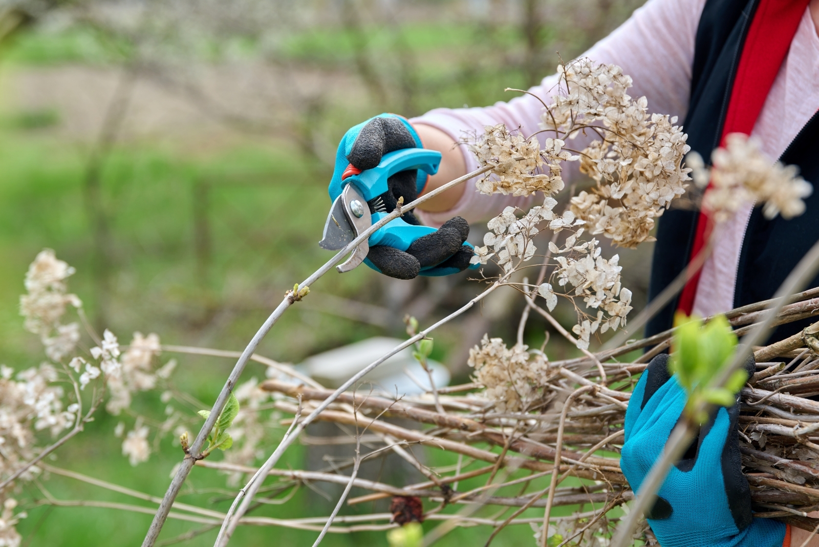 12 Plants You Should Prune In Massachusetts This October