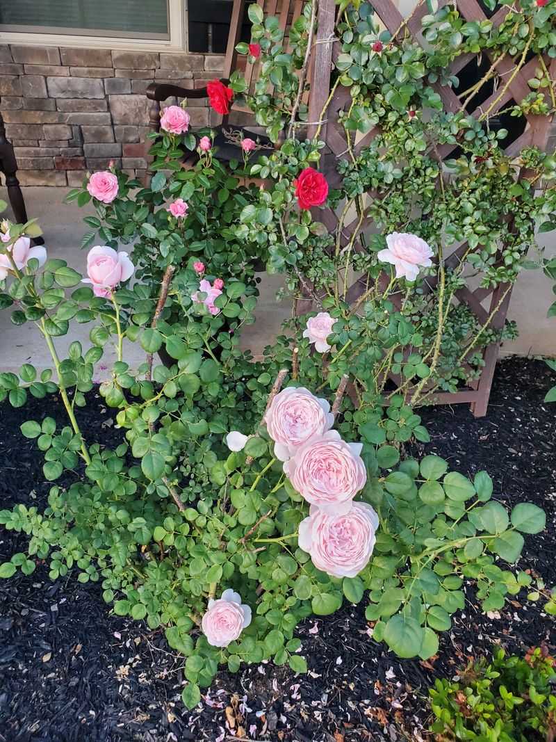 Roses