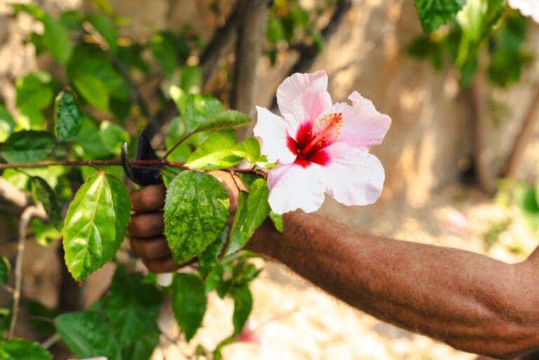 Close up of gardener is hand holding hibiscus flower branch in garden during seasonal pruning and maintenance