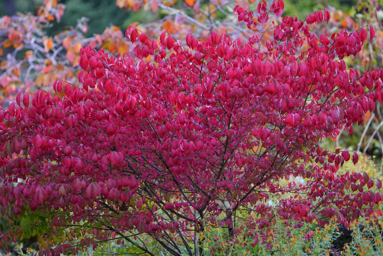 12 Popular Garden Plants Pennsylvania May Soon Ban