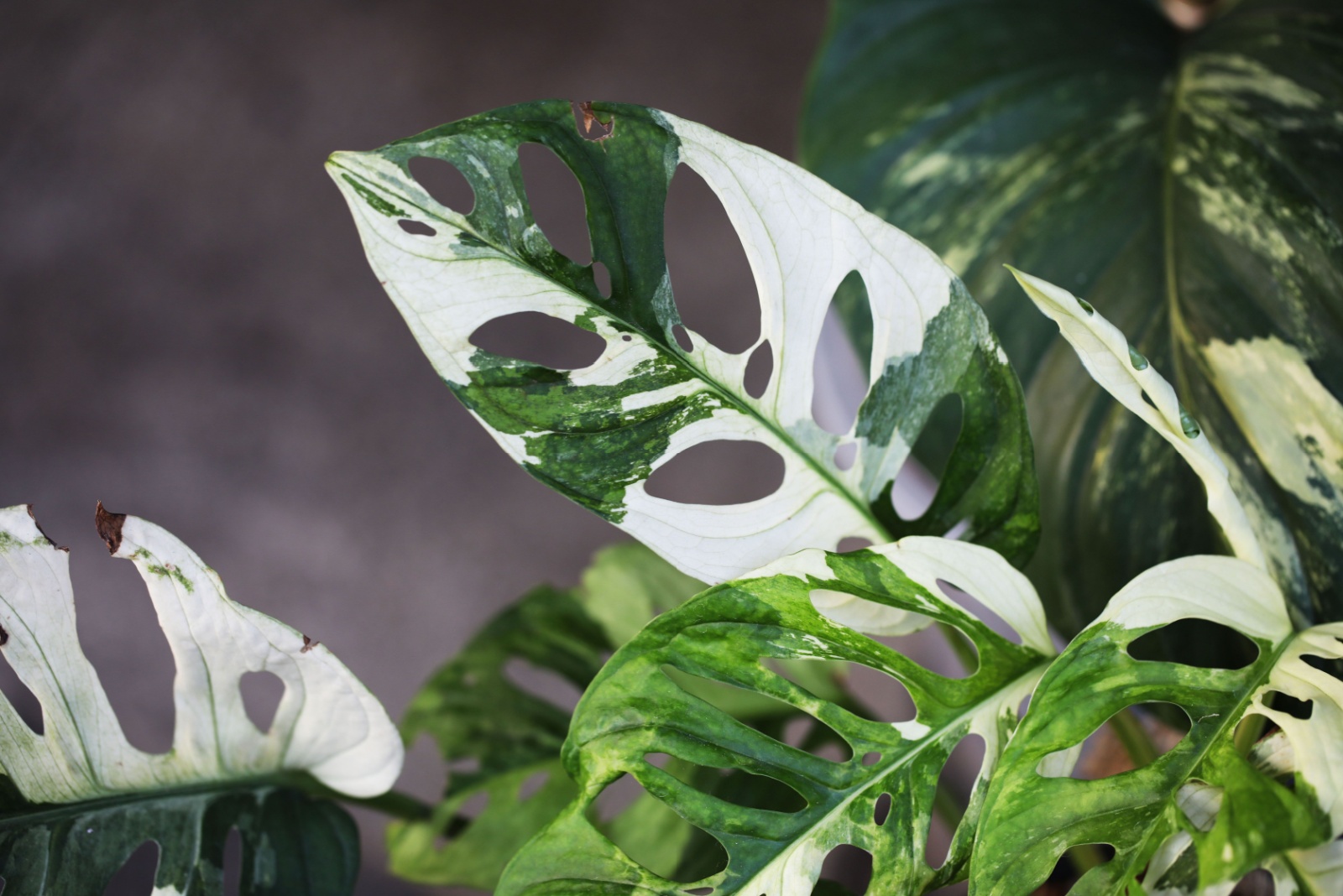 Variegated Swiss Cheese Vines (Monstera adansonii) rare and expensive house plant glebantiy firefly